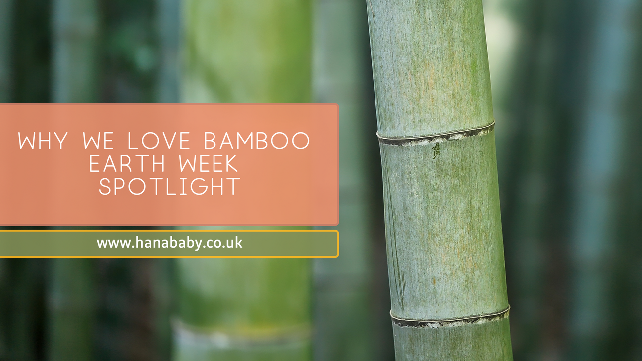 Why We Love Bamboo – Earth Week Spotlight