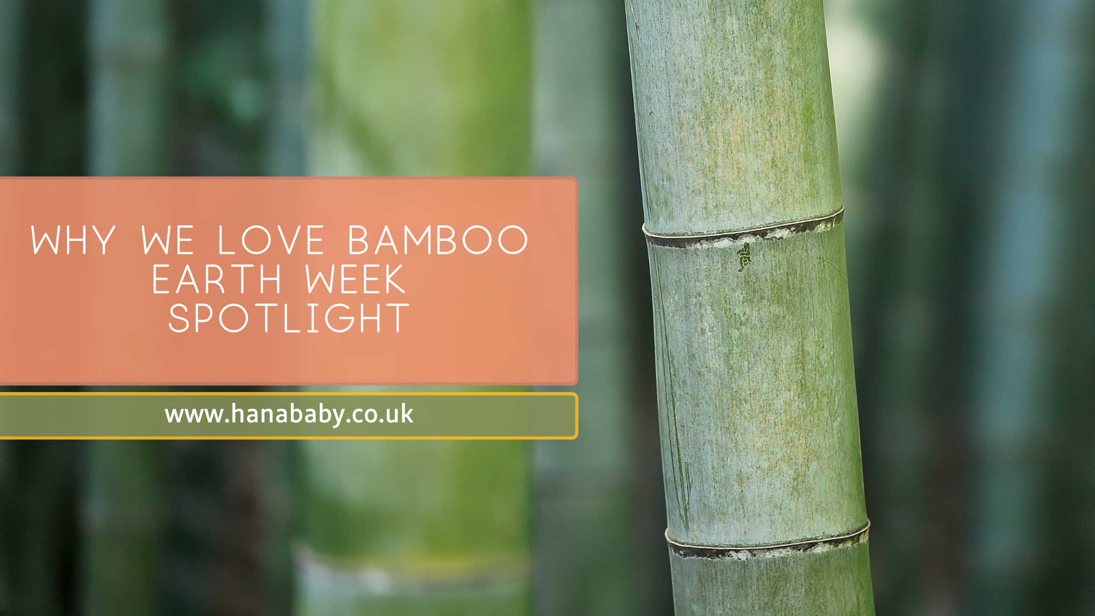Why We Love Bamboo – Earth Week Spotlight